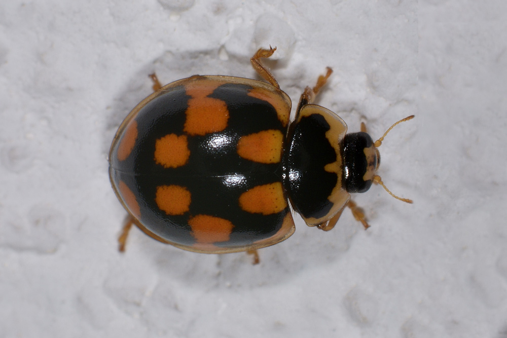 Coccinellidae: Propylea quatuordecimpunctata? S.